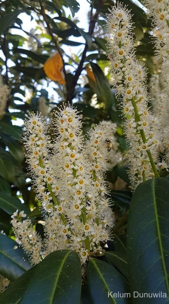 Prunus laurocerasus L.